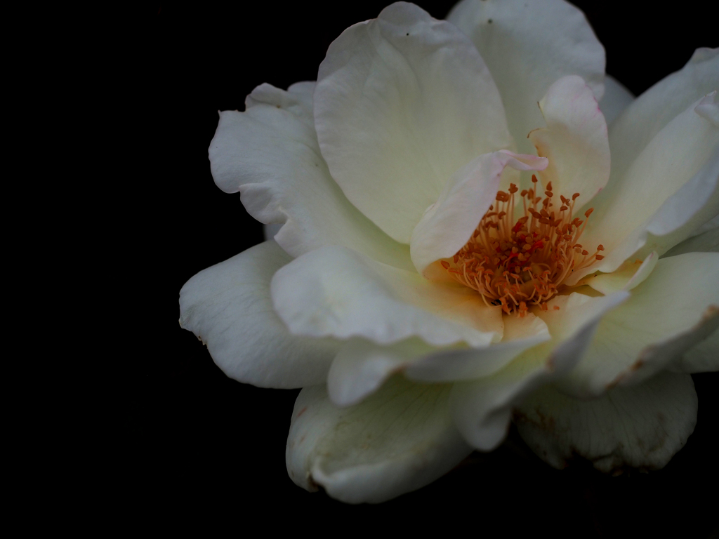 PENTACON50㎜ F1.8 MC