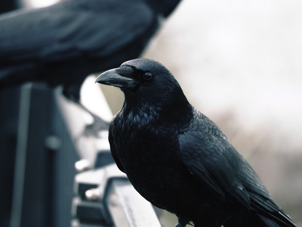 crow