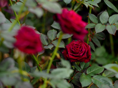 PENTACON 50㎜ F1.8 MC