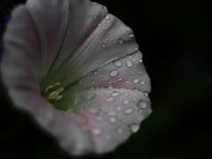 Flektogon35㎜ F2.4 MC M42マウント