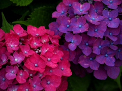 紫陽花