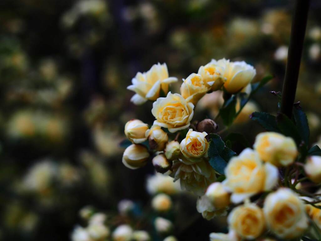 Flektogon35㎜ F2.4