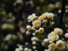 Flektogon35㎜ F2.4