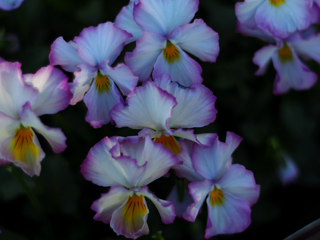 PENTACON50㎜ F1.8 MC