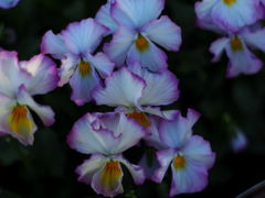 PENTACON50㎜ F1.8 MC