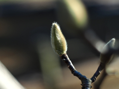PENTACON50㎜ F1.8 MC