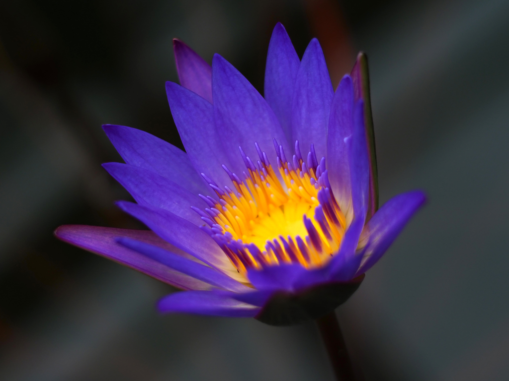 PENTACON50㎜ F1.8 MC