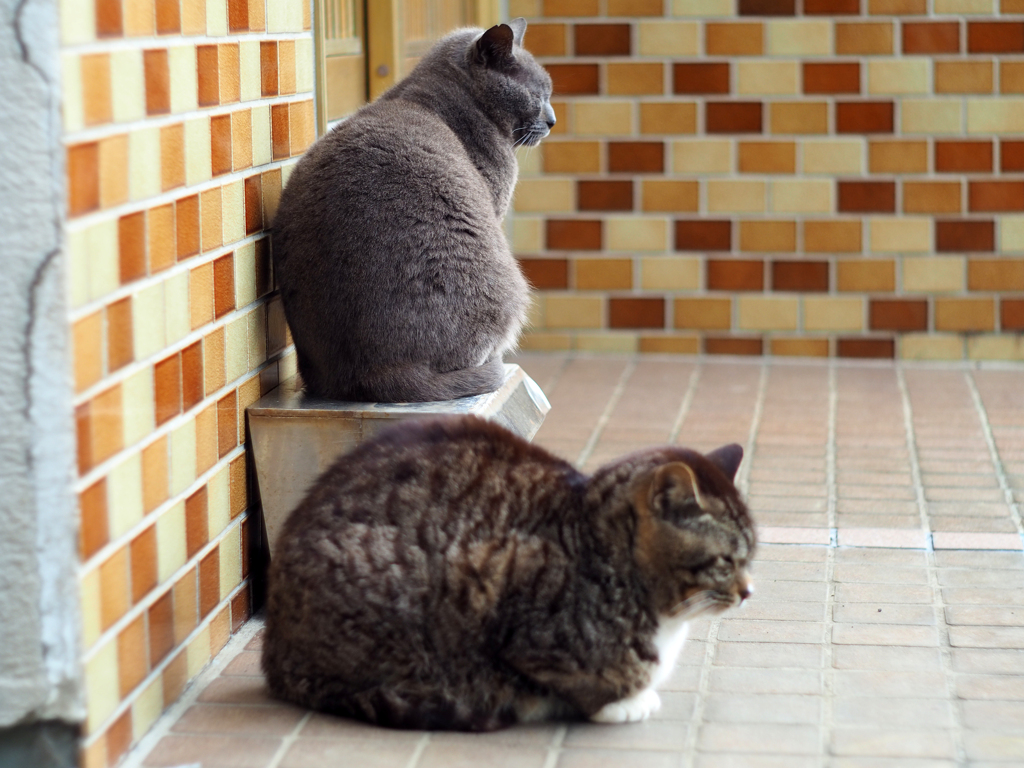 PENTACON 50㎜ F1.8 MC