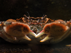 PENTACON 50㎜ F1.8 MC