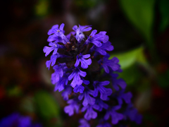PENTACON50㎜ F1.8 MC