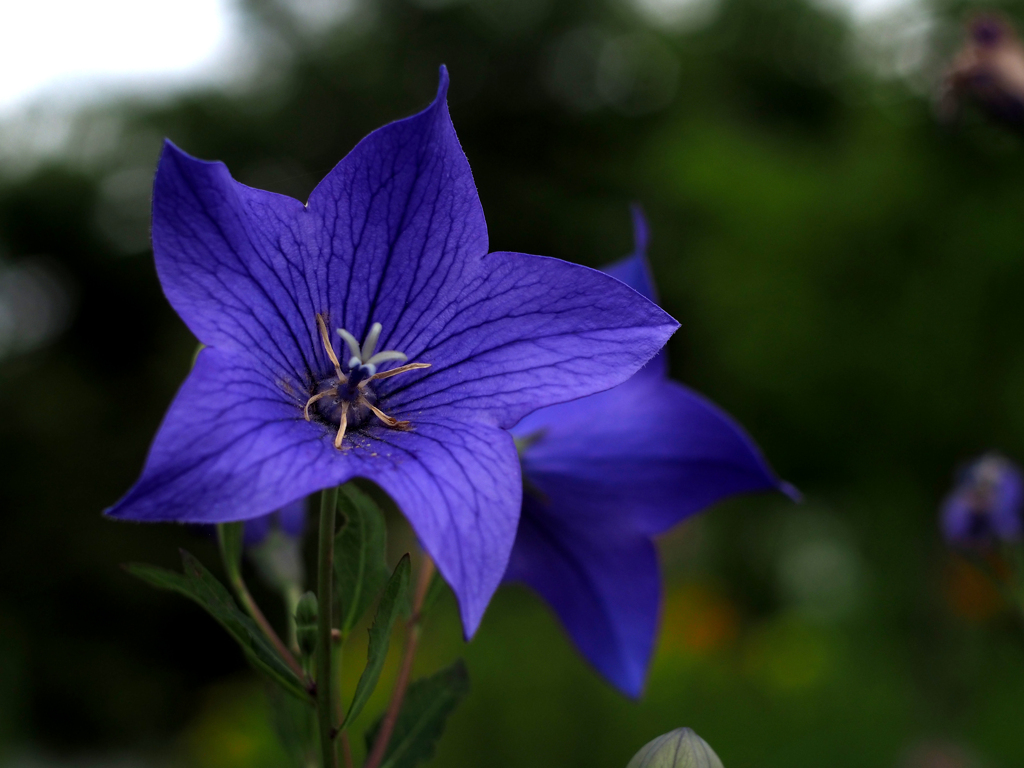 PENTACON50㎜ F1.8 MC