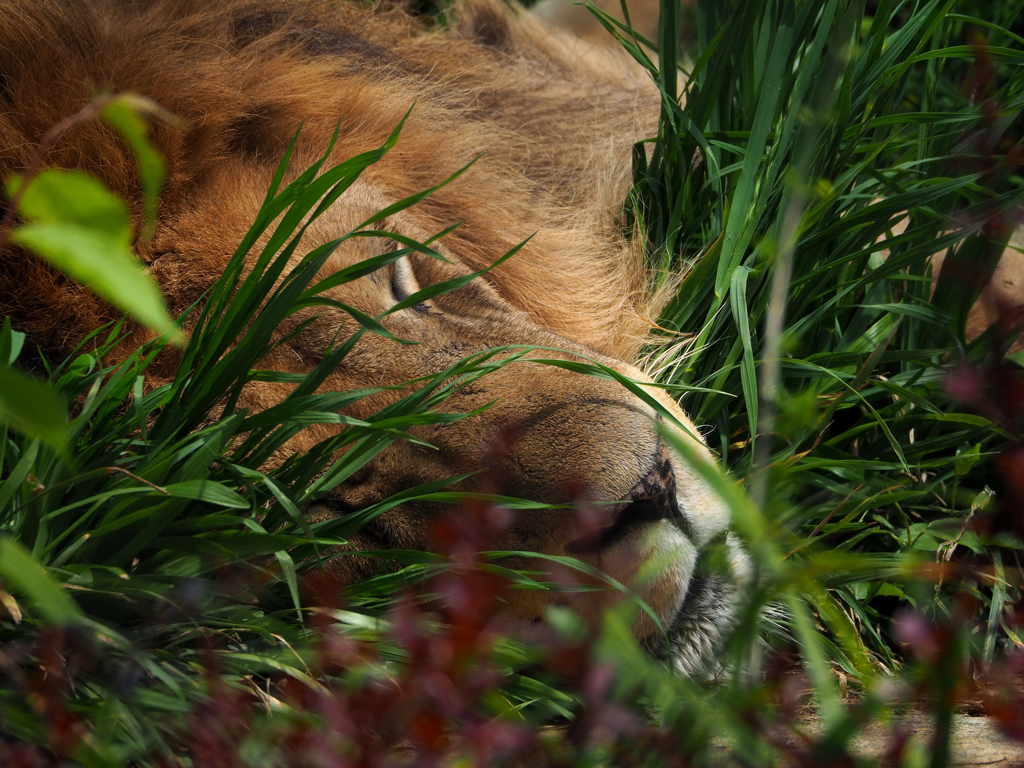 インドライオン