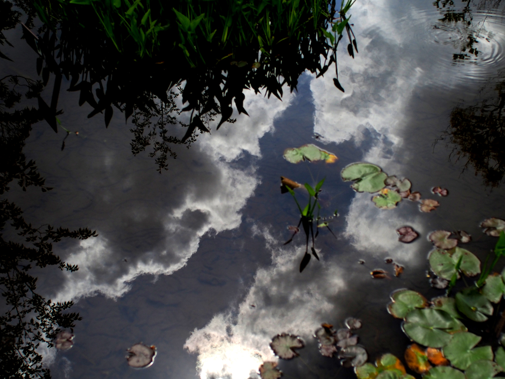 箱根湿生花園