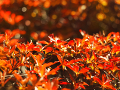 PENTACON 50㎜ F1.8 MC