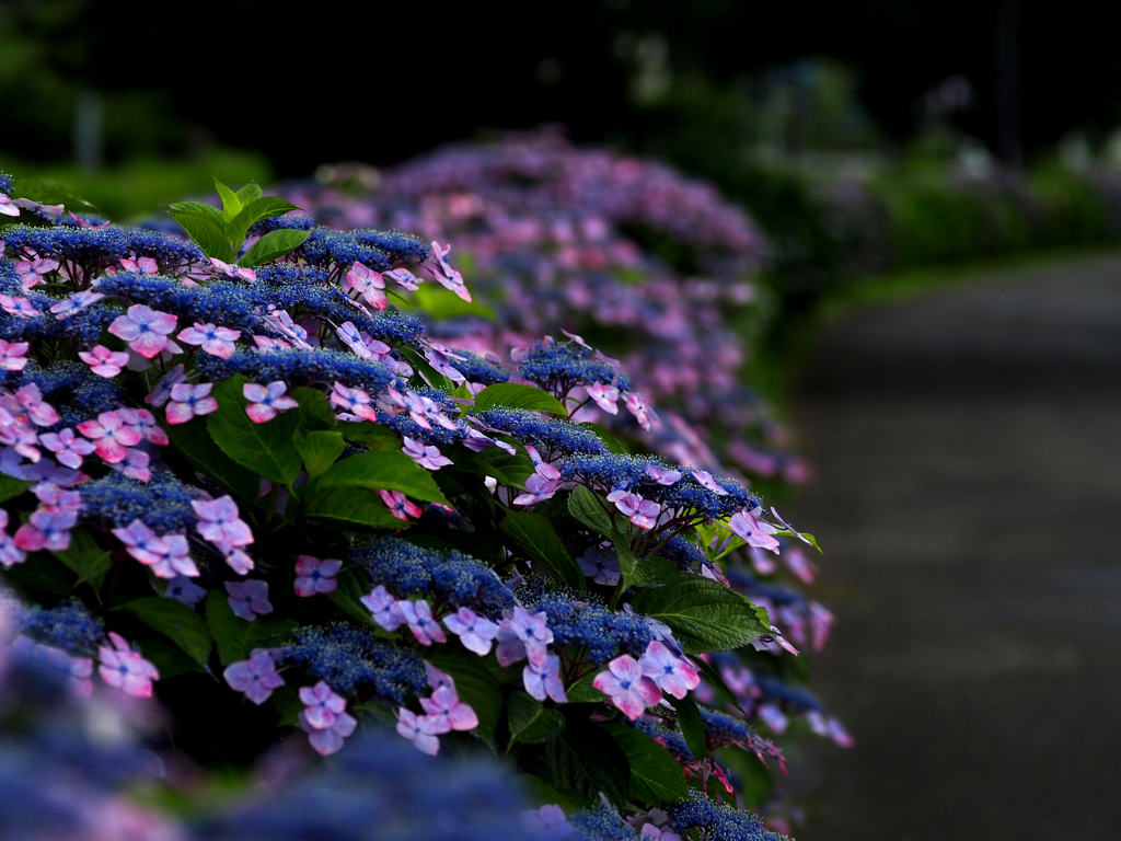 紫陽花