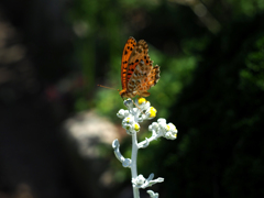 PENTACON50㎜ F1.8 MC