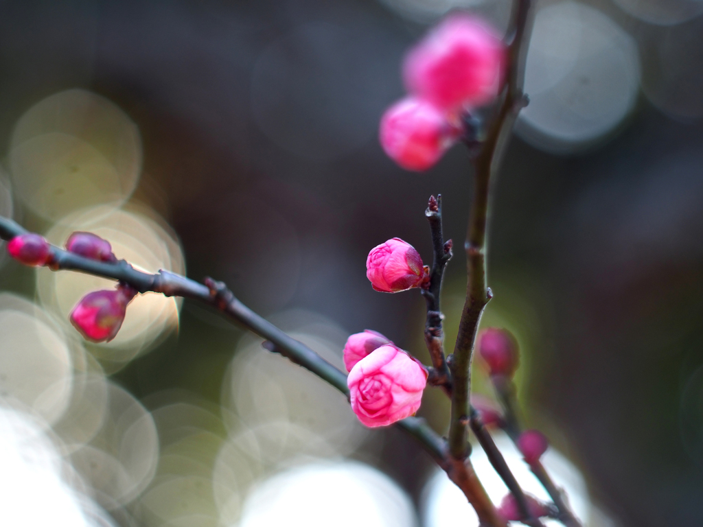 PENTACON50㎜ F1.8 MC