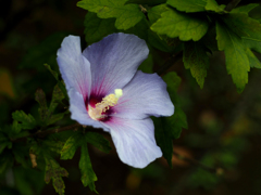 PENTACON50㎜ F1.8 MC