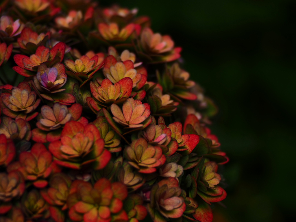 季節外れの紫陽花