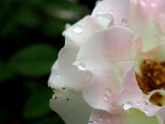 日比谷花壇大船フラワーセンター