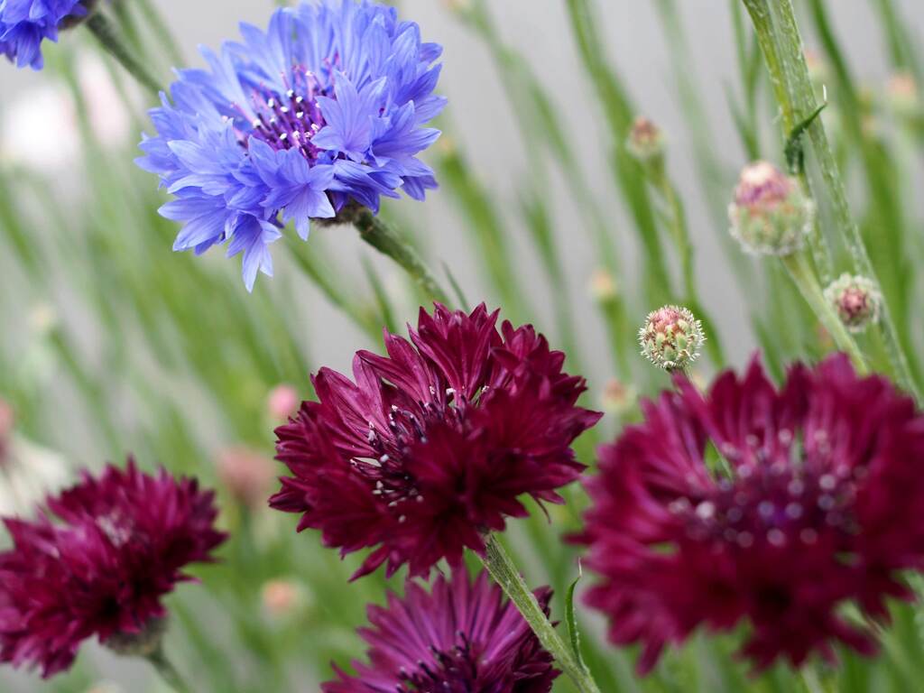 Flektogon 35㎜ F2.4