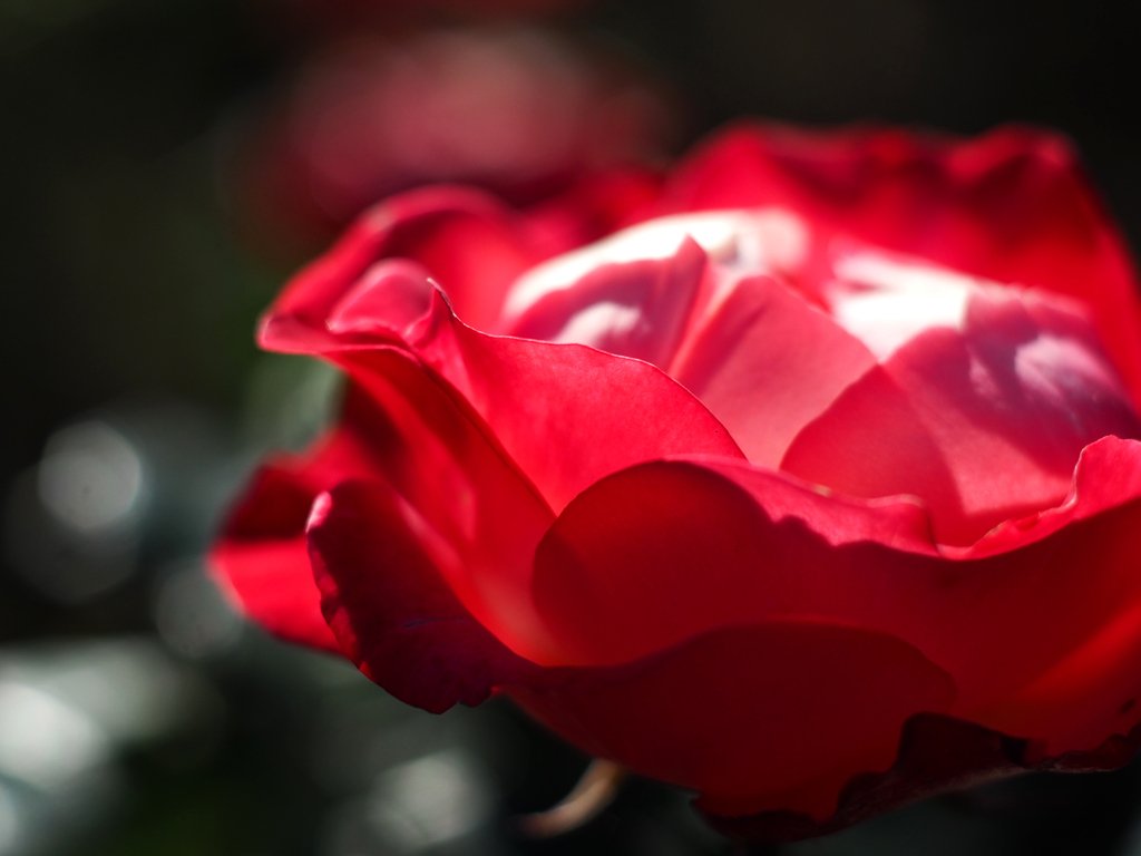 PENTACON50㎜ F1.8 MC