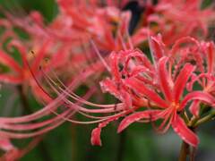 彼岸花