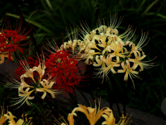 PENTACON50㎜ F1.8 MC