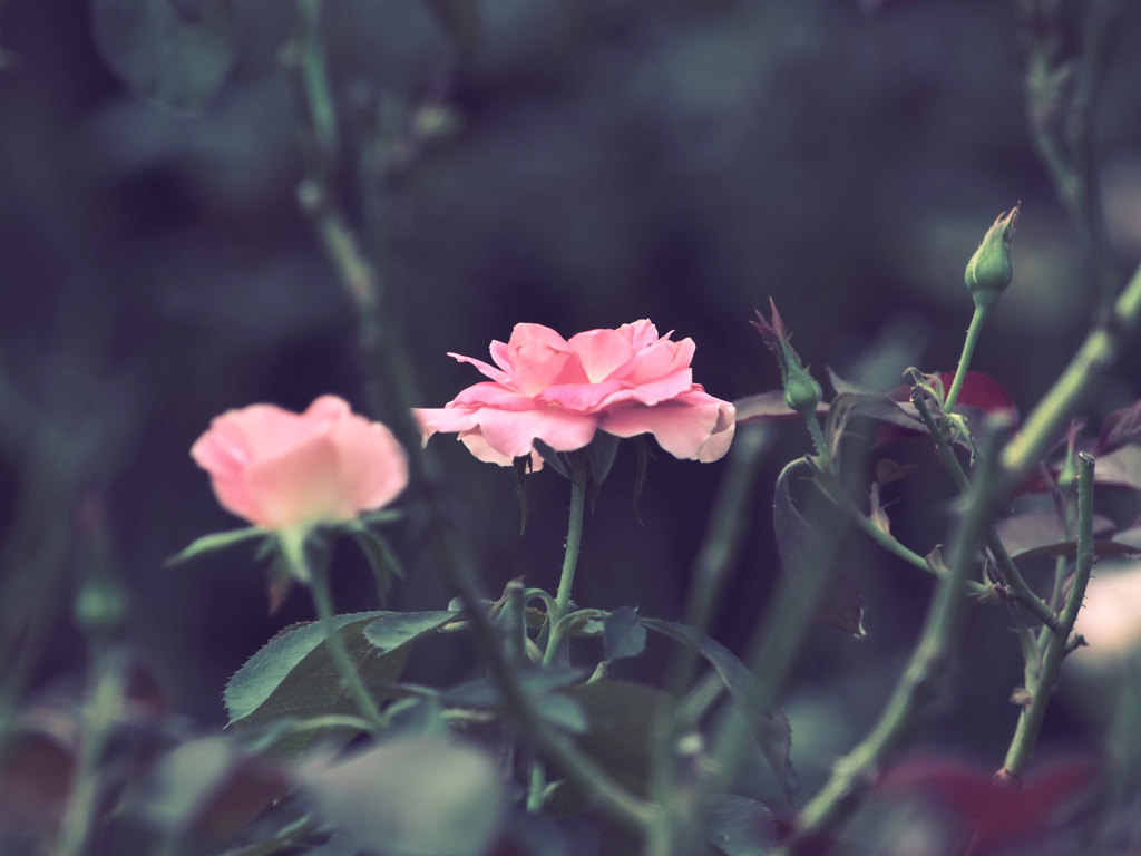 PENTACON135㎜ F2.8