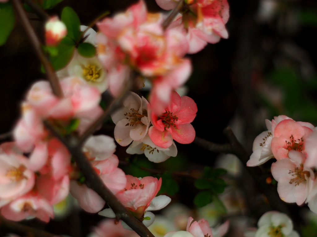 PENTACON50㎜ F1.8 MC