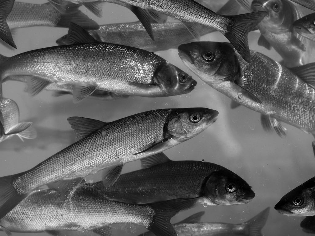 PENTACON50㎜ F1.8 MC