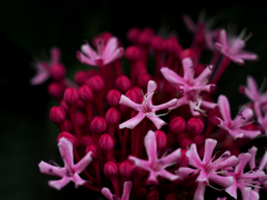 PENTACON50㎜ F1.8 MC