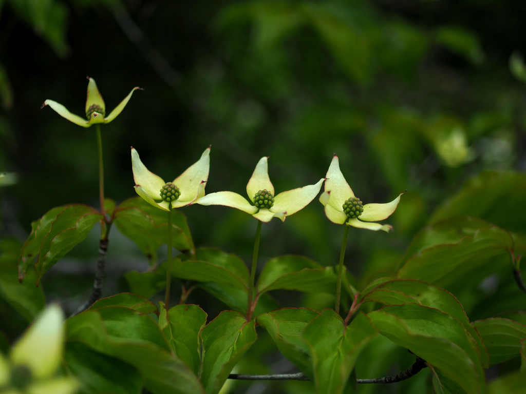 Cornus kousa