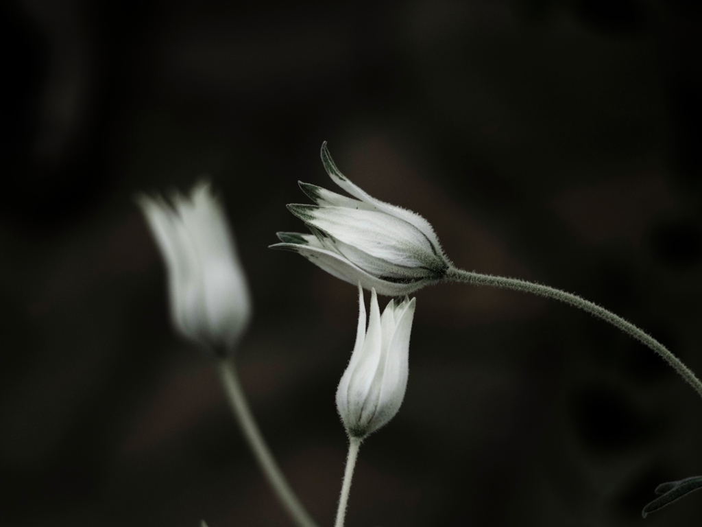 PENTACON50㎜ F1.8 MC
