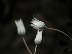PENTACON50㎜ F1.8 MC