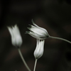 PENTACON50㎜ F1.8 MC