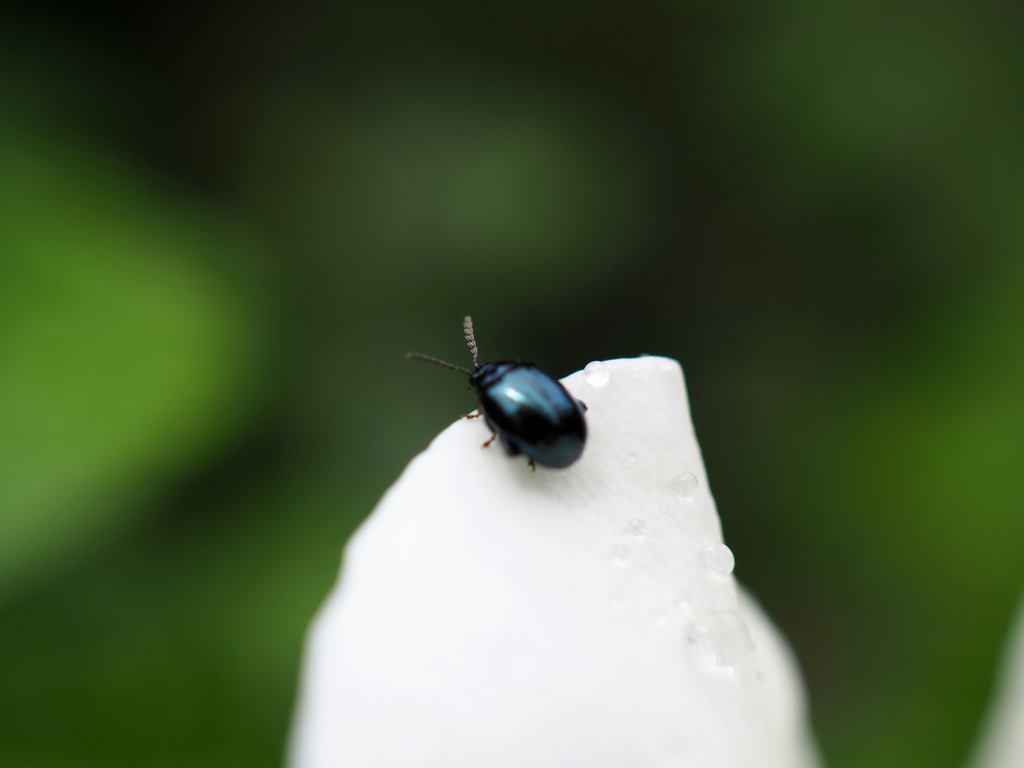 Leaf Beetle