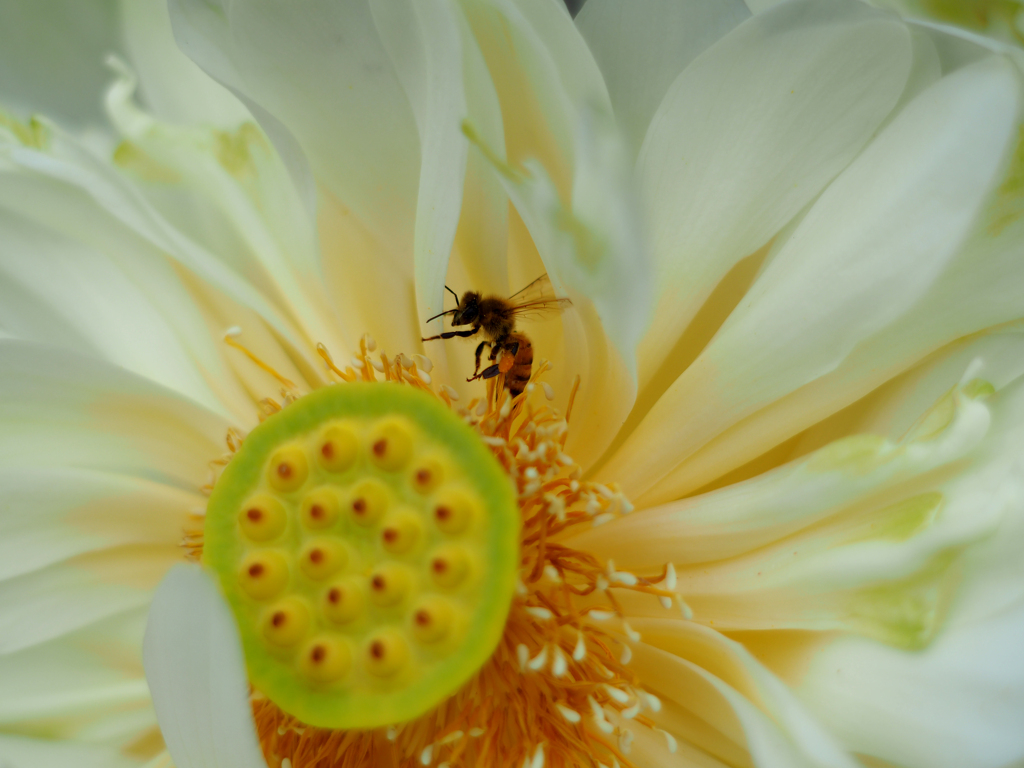 PENTACON50㎜ F1.8 MC