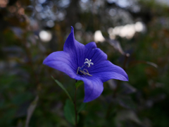 浜離宮恩賜庭園