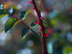 PENTACON50㎜ F1.8 MC