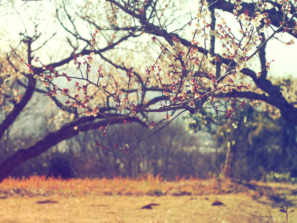 PENTACON50㎜ F1.8 MC