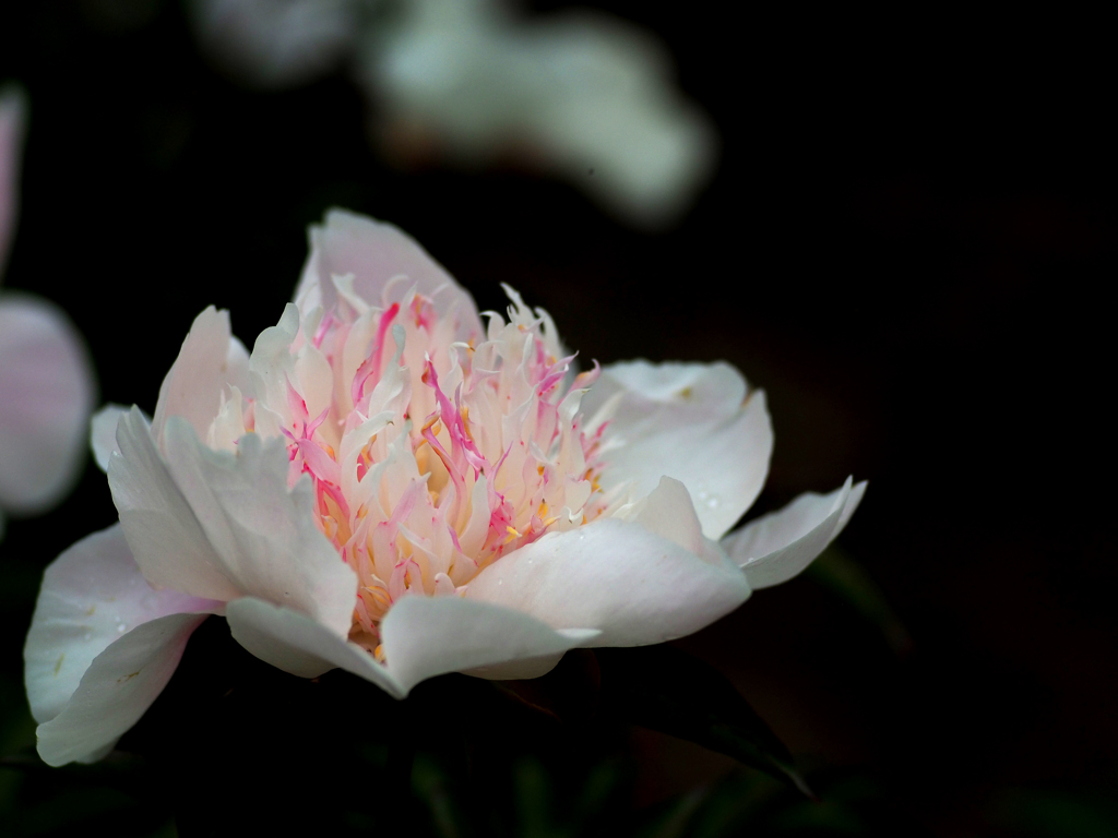 日比谷花壇大船フラワーセンター