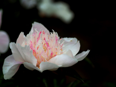 日比谷花壇大船フラワーセンター