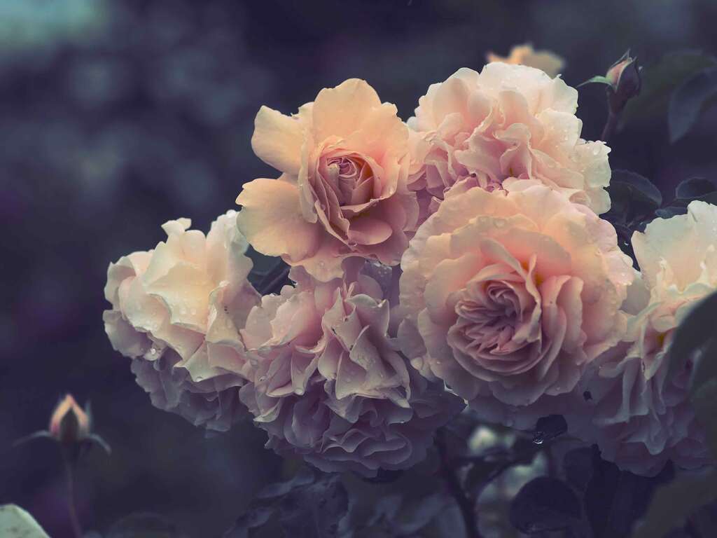 春薔薇