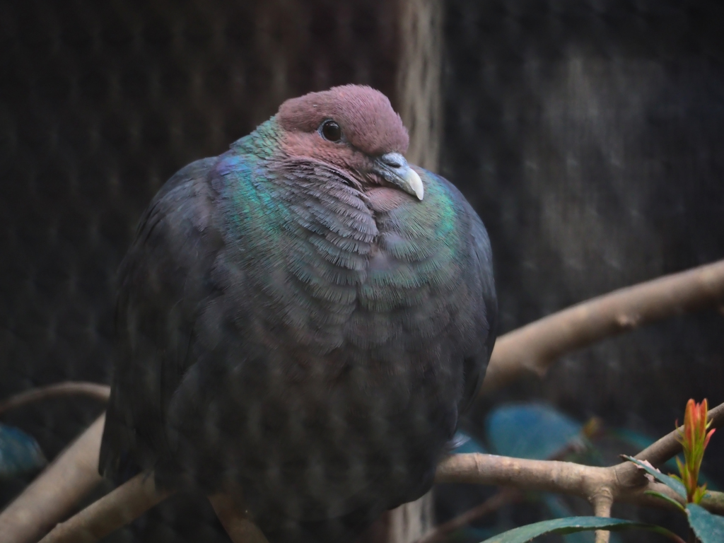 烏鳩