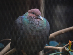 烏鳩