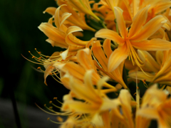 PENTACON50㎜ F1.8 MC