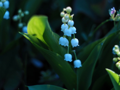 PENTACON50㎜ F1.8 MC