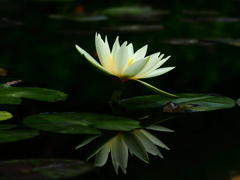 Sonnar135㎜ F4 エキザクタマウント