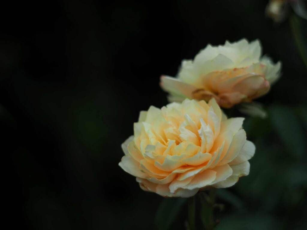 PENTACON50㎜ F1.8 MC